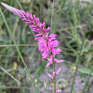 Image of Hermbstaedtia fleckii (Schinz) Bak. & C. B. Cl.