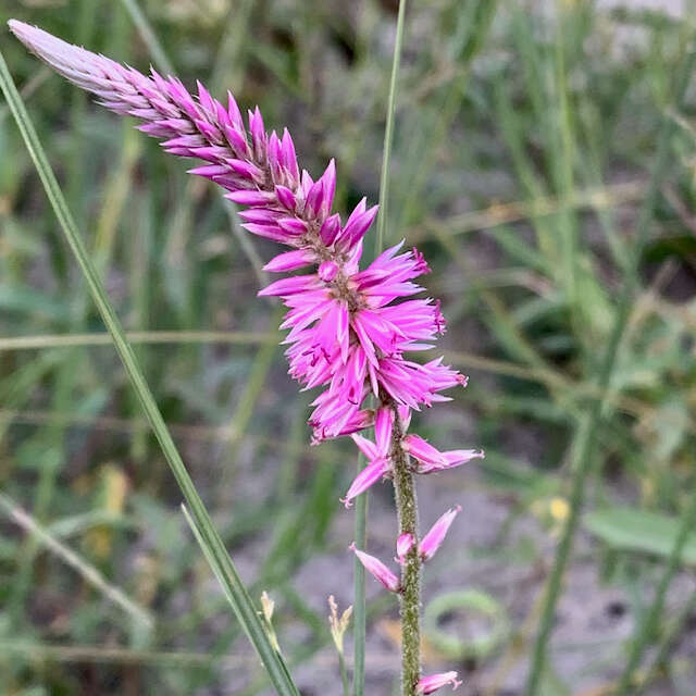 Image of Hermbstaedtia fleckii (Schinz) Bak. & C. B. Cl.