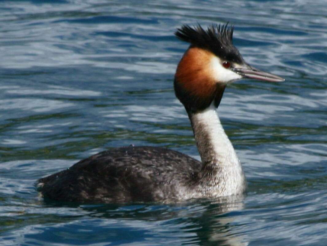 Image of Podiceps Latham 1787