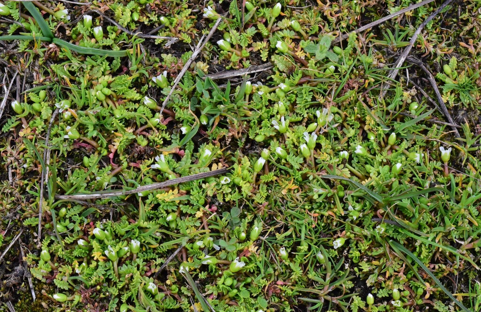 Image of Macoun's meadowfoam