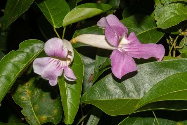 Imagem de Bignonia aequinoctialis L.