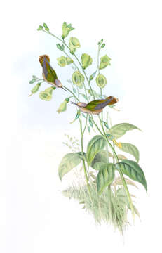 Imagem de Anthocephala Cabanis & Heine 1860