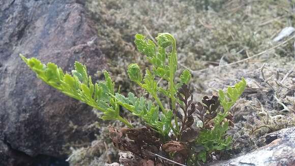 Sivun Cryptogramma acrostichoides R. Br. apud Richards. kuva