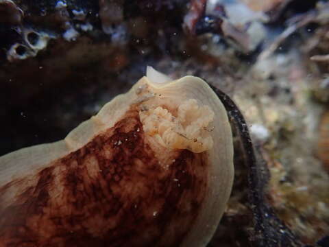 Image of Aphelodoris luctuosa (Cheeseman 1882)