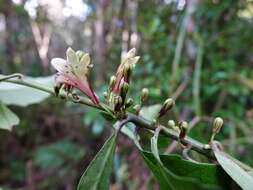 Image of Shrubby honeysuckle