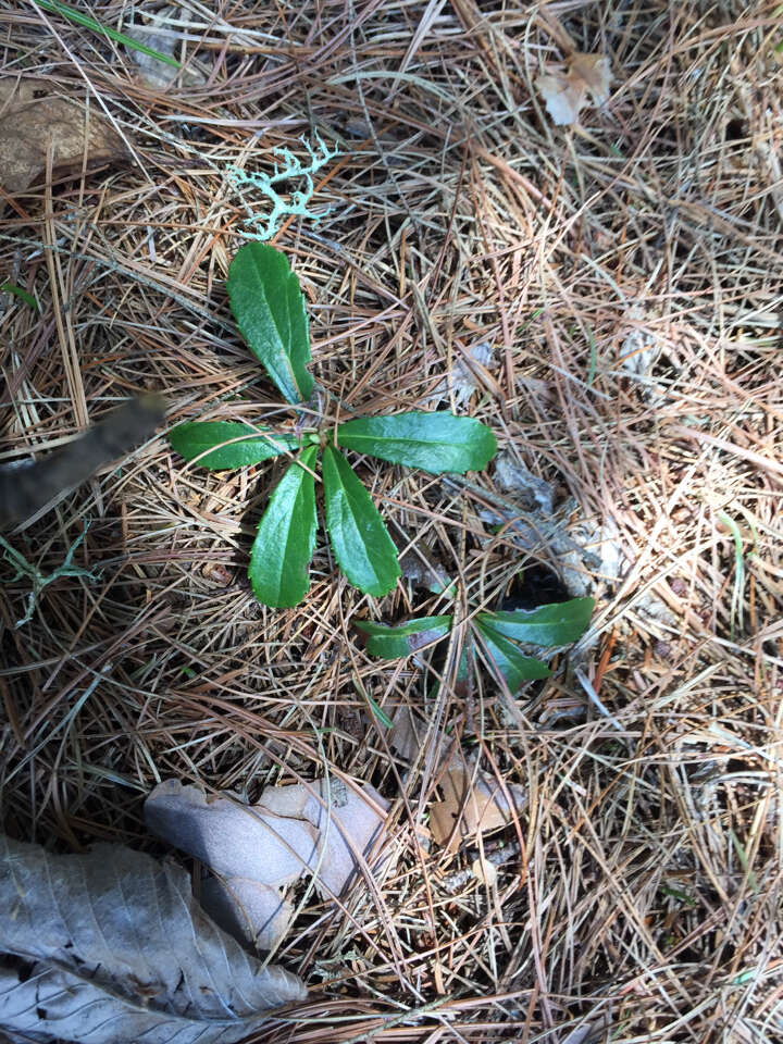 Image of pipsissewa