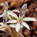 Image of Babiana spathacea (L. fil.) Ker Gawl.