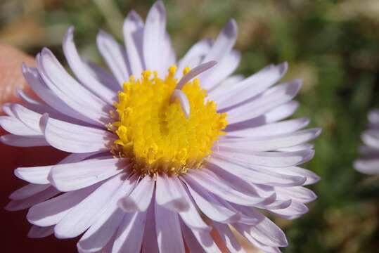 Image of featherleaf fleabane