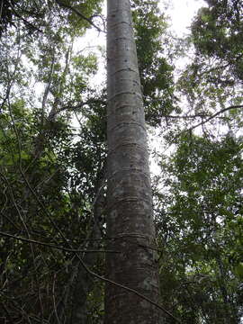 Image of Queensland Kauri Pine