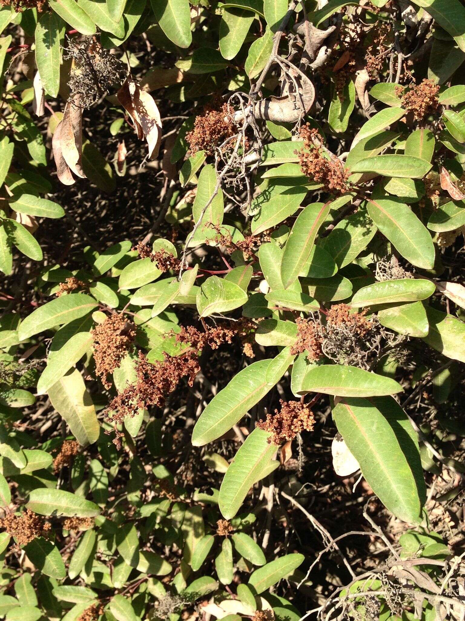 Image of laurel sumac