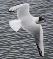 Image of Black-headed Gull