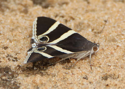 Image of Grammodes ocellata Tepper 1890