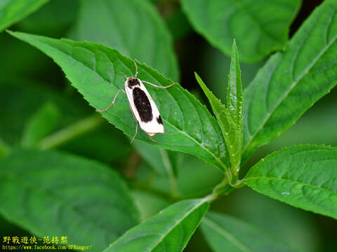 Image of Thysanoptyx incurvata (Wileman & West 1928)