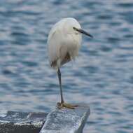 Image of Little Egret