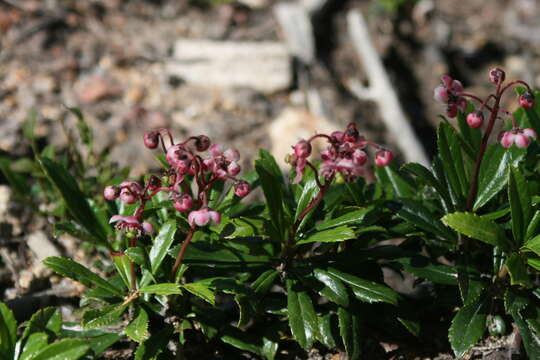 Image of pipsissewa