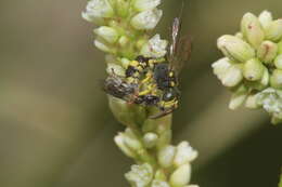 Cerceris pictiventris formosicola Strand 1913 resmi