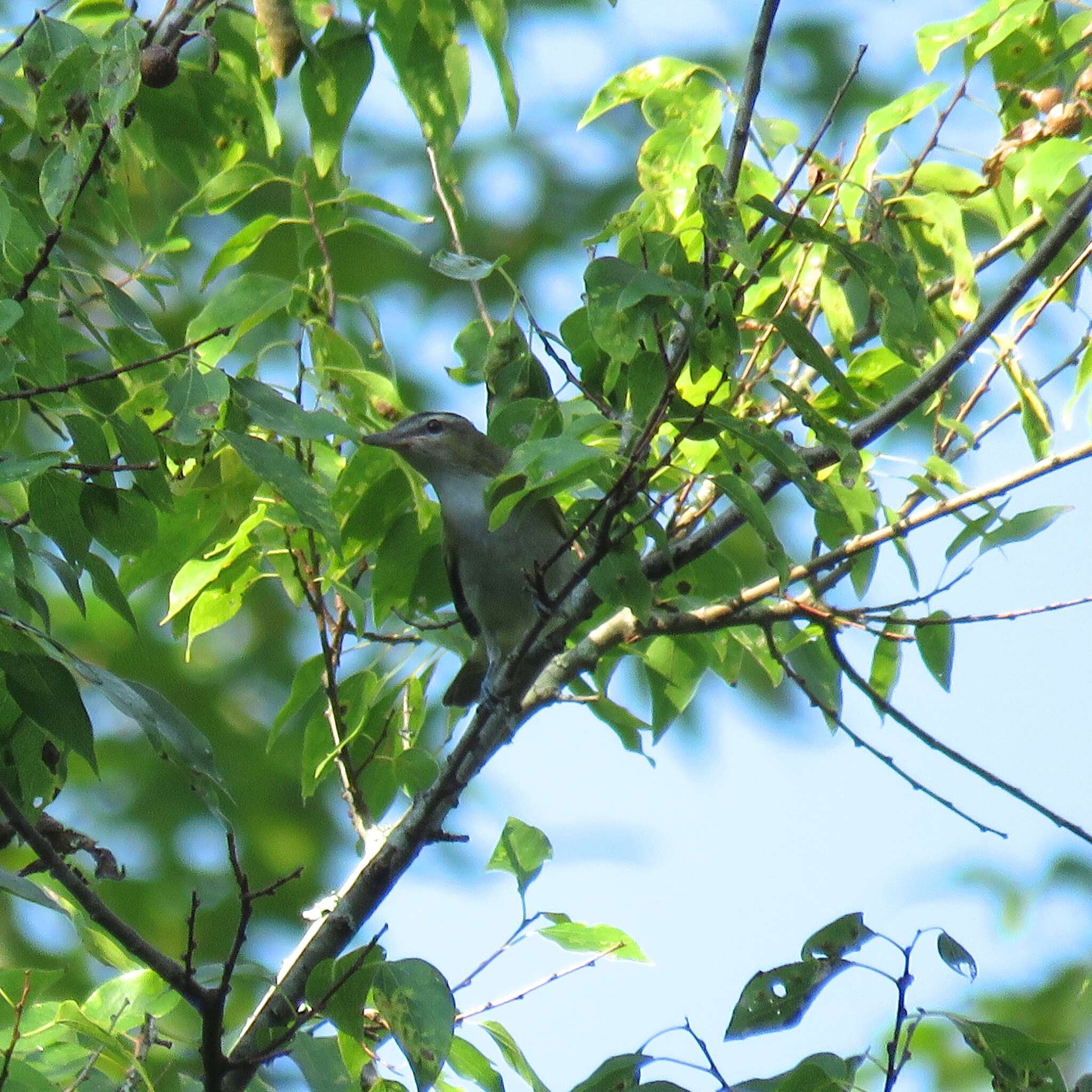 Image of Red-eyed Vireo