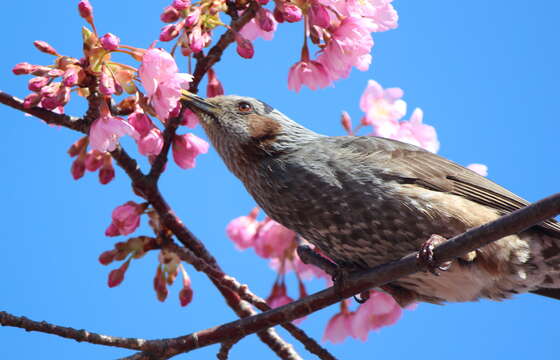 Image of Brown-eared Bulbul