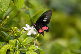 Sivun Parides zacynthus (Fabricius 1793) kuva