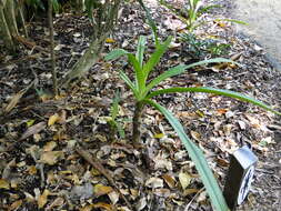 Image of Mangrove lily