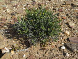 Image of Pteronia villosa L. fil.