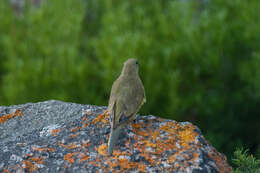 Image of Rock Parrot