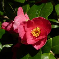 Image of camellia