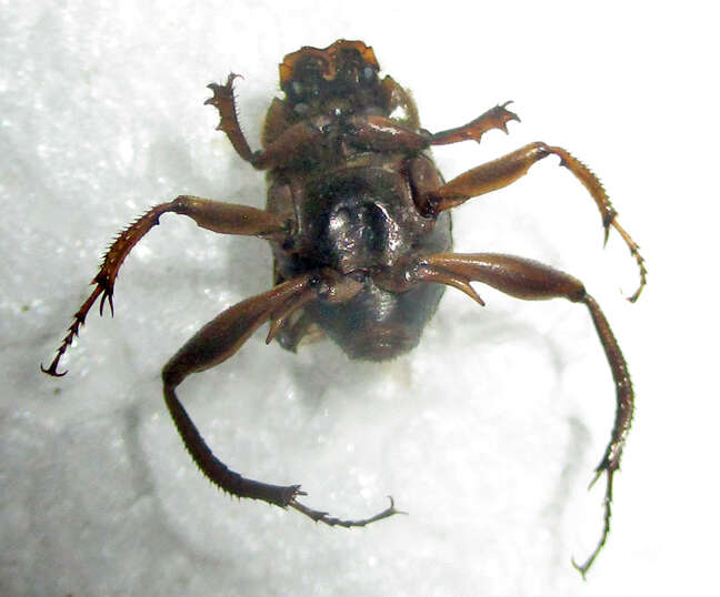 Image of Neosisyphus calcaratus (Klug 1855)