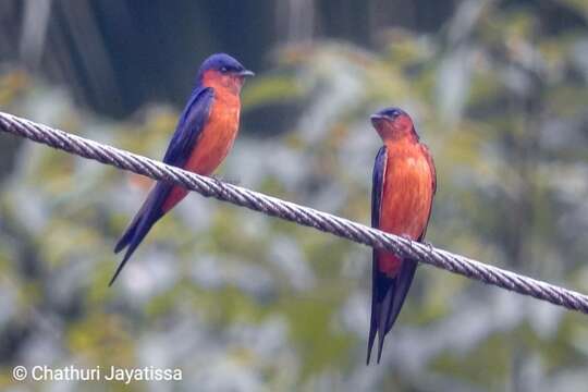 Image of Sri Lanka Swallow