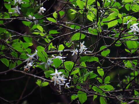 Image of Styrax formosanus Matsum.