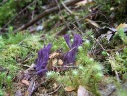 Clavaria zollingeri Lév. 1846 resmi