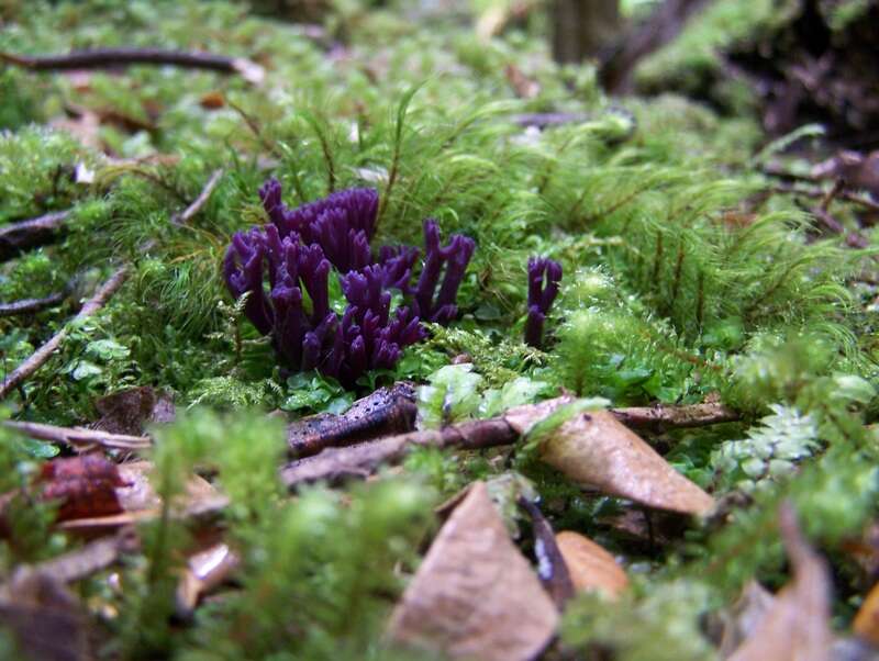 Clavaria zollingeri Lév. 1846 resmi