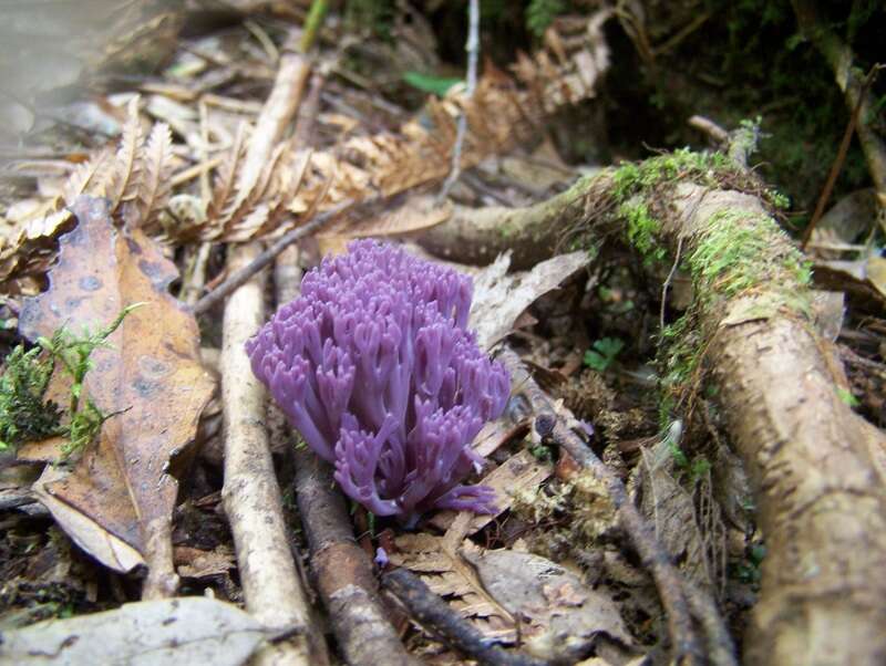 Image of Clavaria zollingeri Lév. 1846