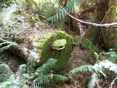 Image of Ganoderma australe (Fr.) Pat. 1889