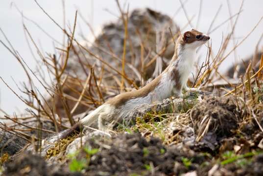 Image of ermine