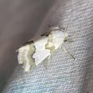 Image of Hulst's Flower Moth