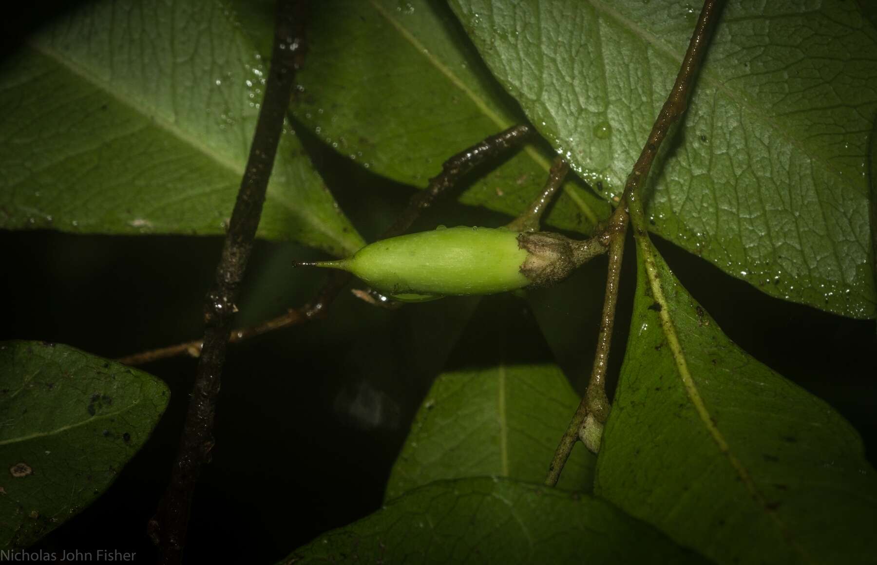 Image de Planchonella myrsinifolia (F. Muell.) Swenson, Bartish & Munzinger