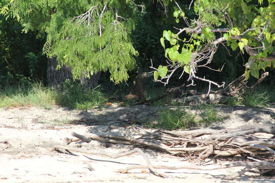 Image of Komodo Dragon