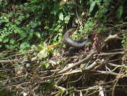 Image of Cryptic golden tegu