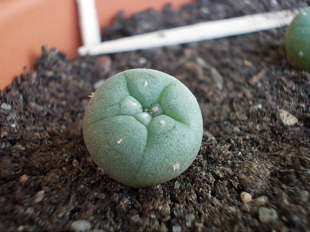 Image of peyote