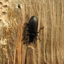 Image of false mealworm beetle