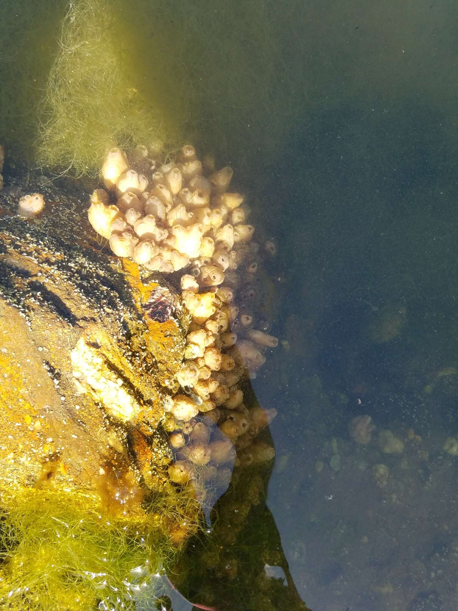 Image of Ascidian