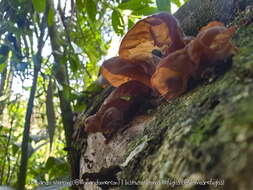 Image de Auricularia fuscosuccinea (Mont.) Henn. 1893