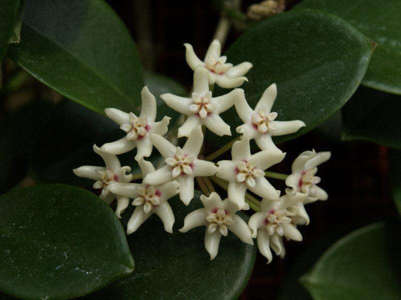 Image of Wax flower