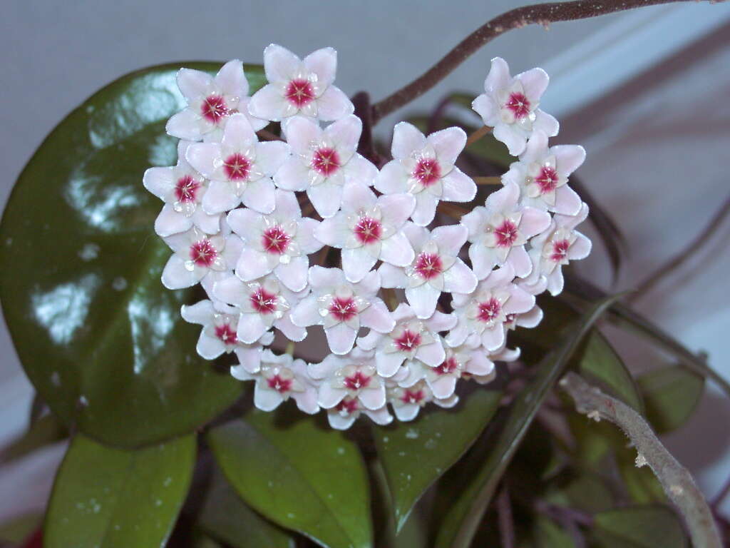 Image of porcelainflower