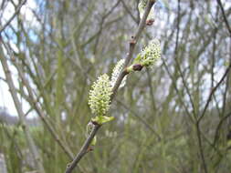 Image of goat willow