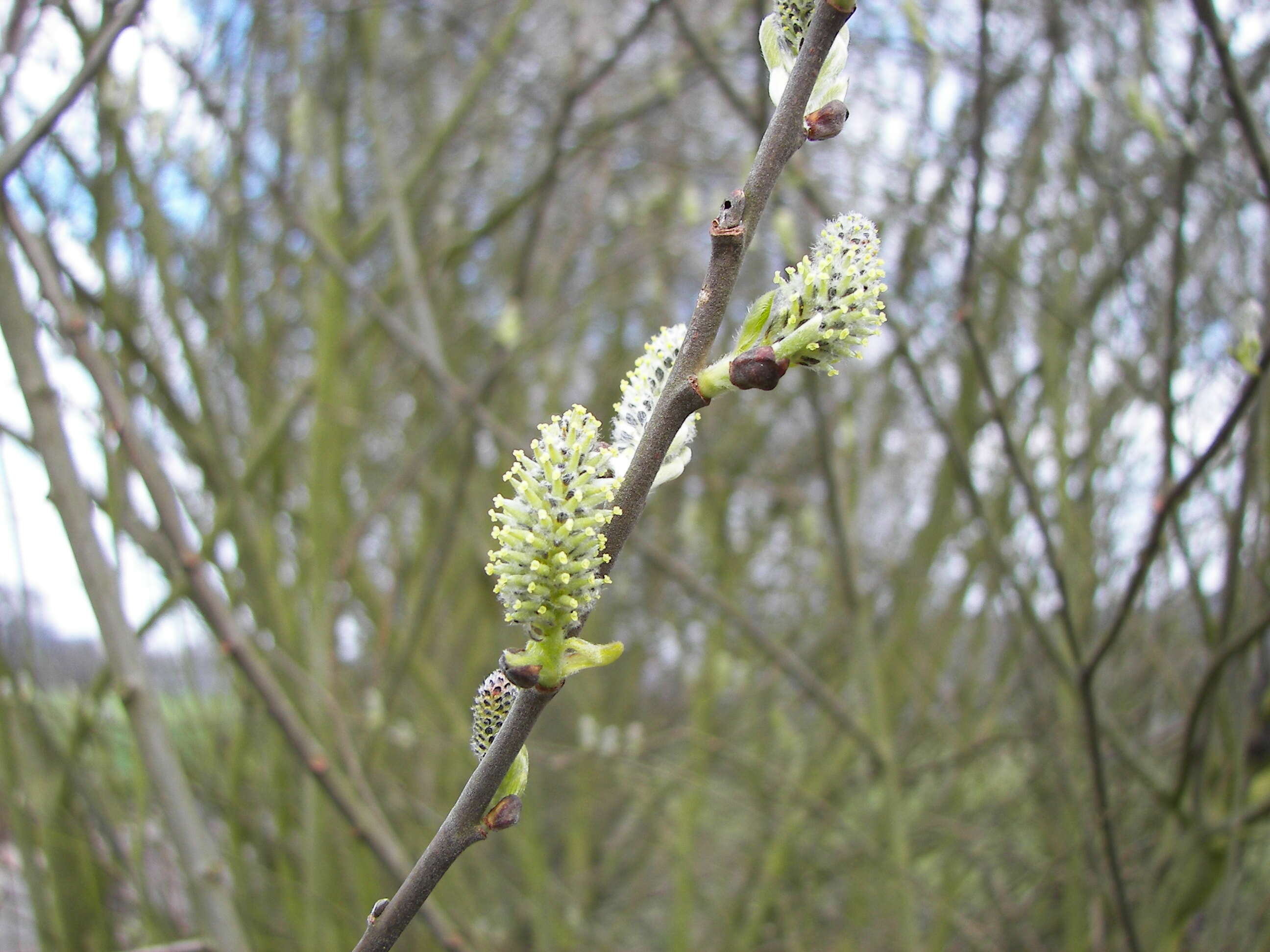 Image of goat willow