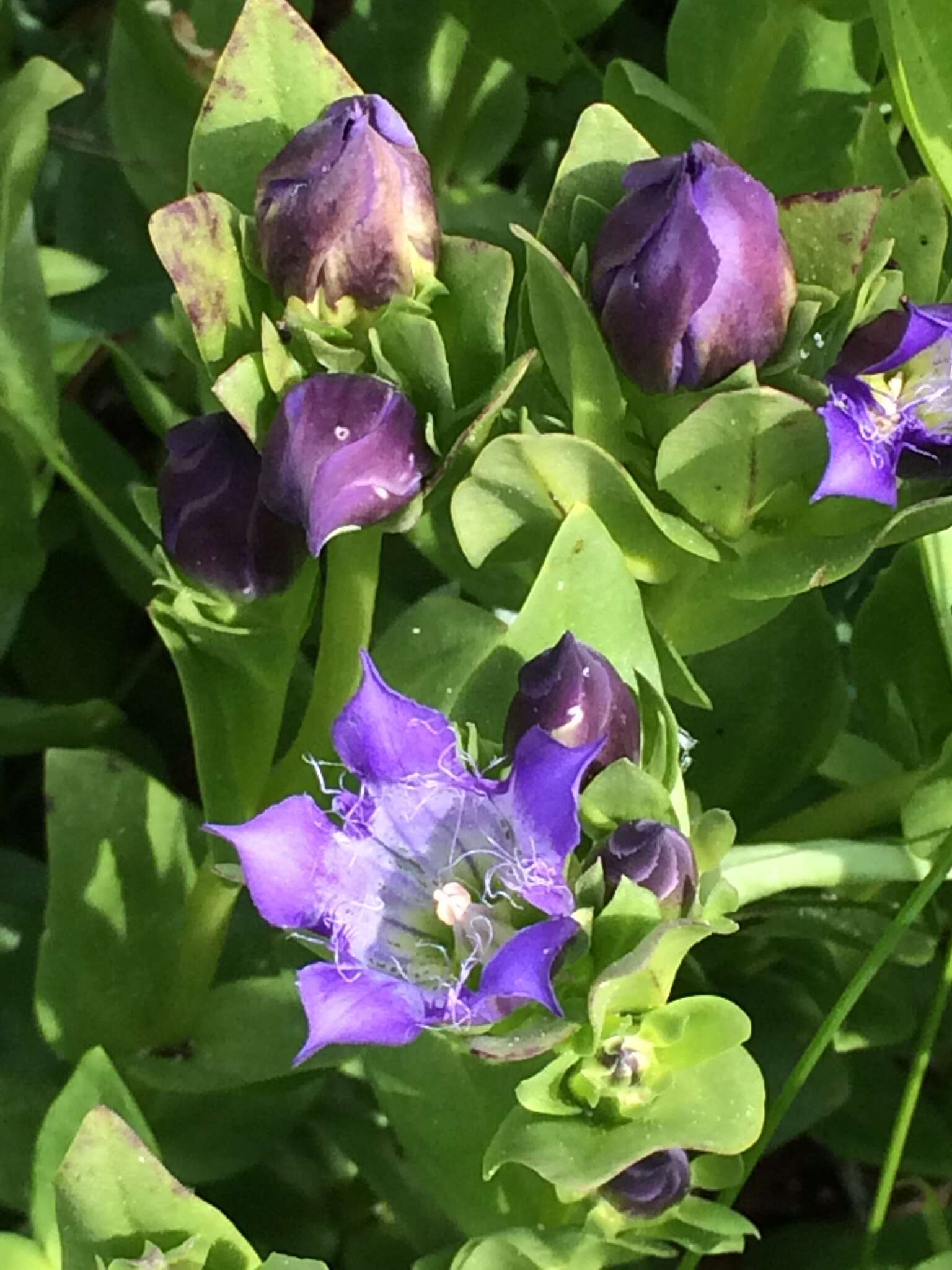 Gentiana plurisetosa C. T. Mason的圖片