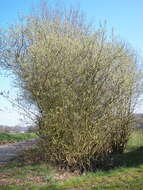 Image of goat willow