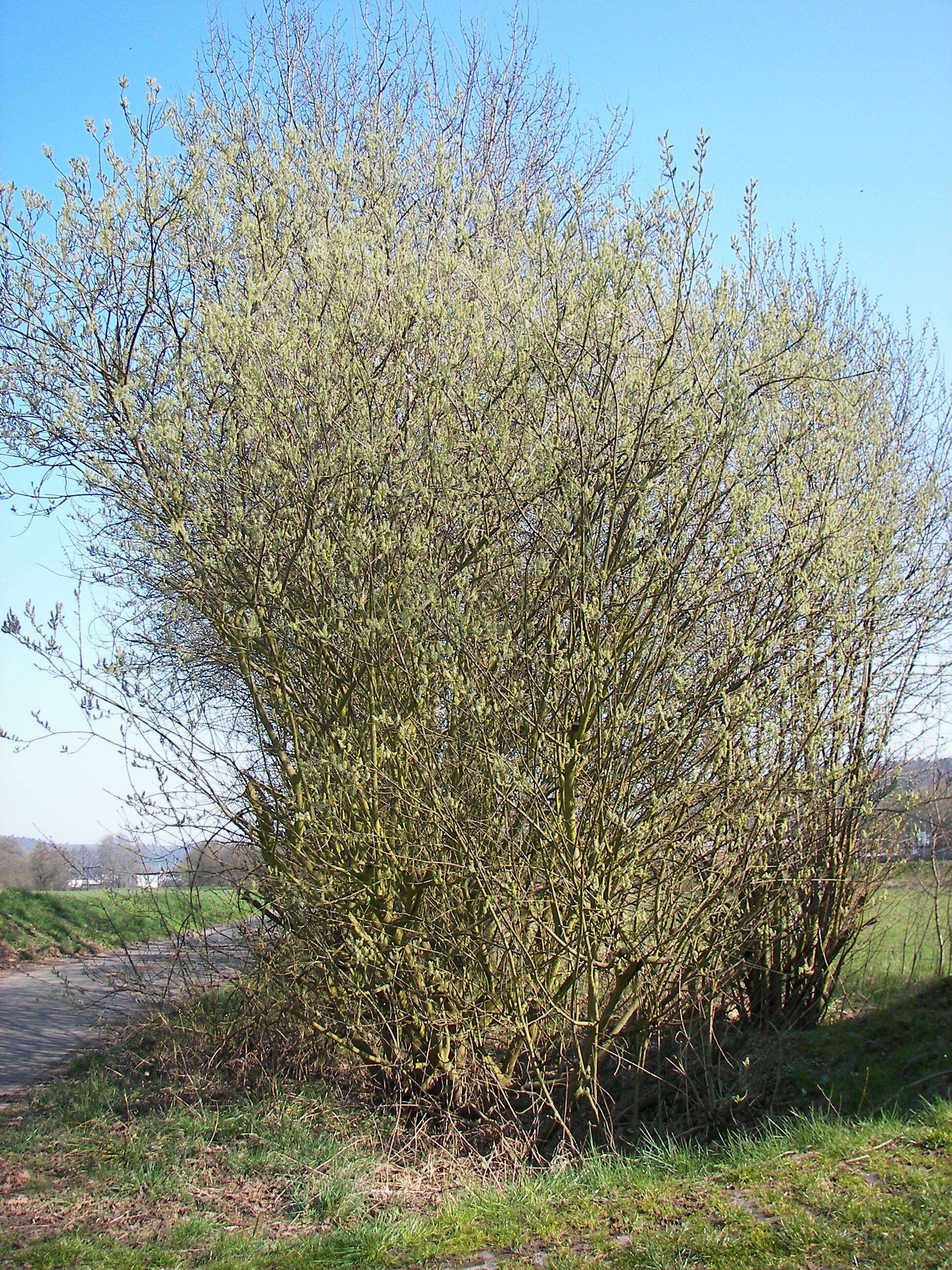 Image of goat willow